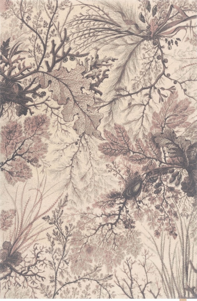 Tapis en laine CALISIA-B MARITIME rose - motif corallien aux accents rose poudré