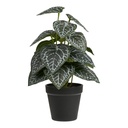 Plante artificielle Peperomia - 33 cm